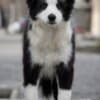 Border Collie puppies photo 6