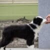 Border Collie puppies photo 7