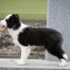 Border Collie puppies photo 8