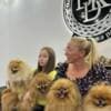 Pomeranian Spitz puppies photo 1