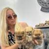Pomeranian Spitz puppies photo 3