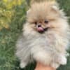 Pomeranian Spitz puppies photo 6