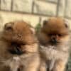 Pomeranian Spitz puppies photo 7