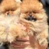 Pomeranian Spitz puppies photo 8