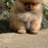 Pomeranian Spitz puppies photo 9