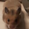 Syrian Hamster photo 1
