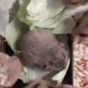 Syrian Hamster photo 2