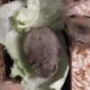 Syrian Hamster photo 3