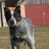 Australian Cattle Dog Puppies photo 1