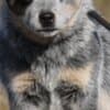 Australian Cattle Dog Puppies photo 2