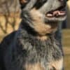 Australian Cattle Dog Puppies photo 3