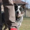 Australian Cattle Dog Puppies photo 4