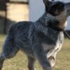 Australian Cattle Dog Puppies photo 7