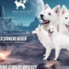 White Swiss Shepherd Dog Puppies photo 3
