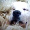 Golden retriever puppies and young dogs for sale photo 2