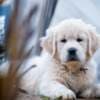 Golden retriever puppies and young dogs for sale photo 3