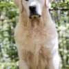 Golden retriever puppies and young dogs for sale photo 4