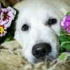 Golden retriever puppies and young dogs for sale photo 5