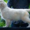 Golden retriever puppies and young dogs for sale photo 6