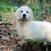 Golden retriever puppies and young dogs for sale photo 7