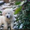 Golden retriever puppies and young dogs for sale photo 11
