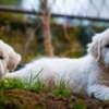 Golden retriever puppies and young dogs for sale photo 12