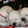 Golden retriever puppies and young dogs for sale photo 13