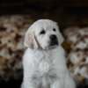 Golden retriever puppies and young dogs for sale photo 14