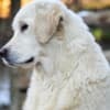 Golden retriever puppies and young dogs for sale photo 15
