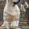 Golden retriever puppies and young dogs for sale photo 16