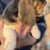Beagle female puppy photo 1