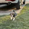 Beagle female puppy photo 2