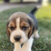 Beagle female puppy photo 3