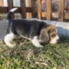 Beagle female puppy photo 4