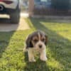 Beagle female puppy photo 5