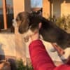 Beagle female puppy photo 6