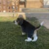 Beagle female puppy photo 8