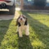 Beagle female puppy photo 9