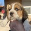 Beagle female puppy photo 10