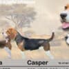 Beagle female puppy photo 11