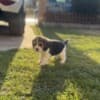 Beagle female puppy photo 12