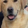 Labrador Retriever female for sale photo 1