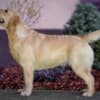 Labrador Retriever female for sale photo 2