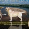 Labrador Retriever female for sale photo 3