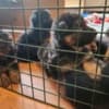 Stunning German Shepherd Puppies For Sale photo 1