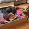 Stunning German Shepherd Puppies For Sale photo 2