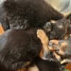 Stunning German Shepherd Puppies For Sale photo 3