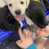 Lovely Labrador puppies for sale photo 1