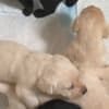 Lovely Labrador puppies for sale photo 2