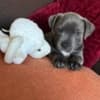 Staffordshire bull puppies for sale photo 1